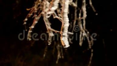 海霜覆盖着树木，树枝上有冰冷的叶片。 在背景中定格黑暗的夜晚.. 寒冷的夜晚。