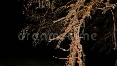 海霜覆盖着树木，树枝上有冰冷的叶片。 在<strong>背景</strong>中<strong>定格</strong>黑暗的夜晚.. 寒冷的夜晚。