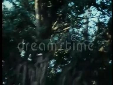 蜘蛛忍者在森林里爬树
