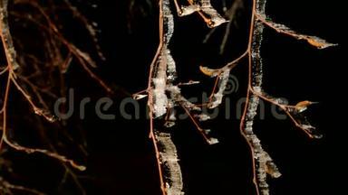 海霜覆盖着树木，树枝上有冰冷的叶片。 在背景中定格黑暗的夜晚.. 寒冷的夜晚。