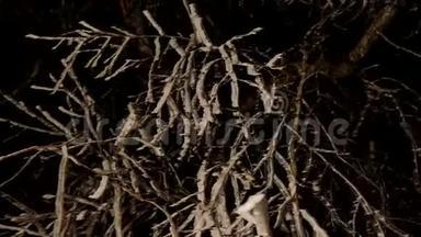 海霜覆盖着树木，树枝上有冰冷的叶片。 在背景中<strong>定格</strong>黑暗的夜晚.. 寒冷的夜晚。