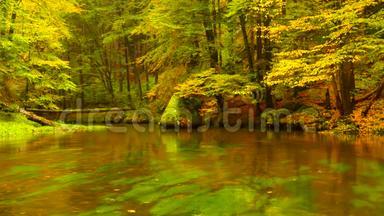 秋天的河岸上有橘黄色的山毛榉叶。水面上树枝上的新鲜绿叶使人倒影。雨夜