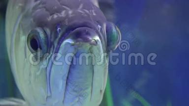 水族馆里的大灰怪鱼。 蓝色背景。 4K超高清，超高清