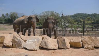 动物园里的<strong>两头</strong>大象撒沙子。 美丽的大象从树干上喷沙。 慢动作关闭