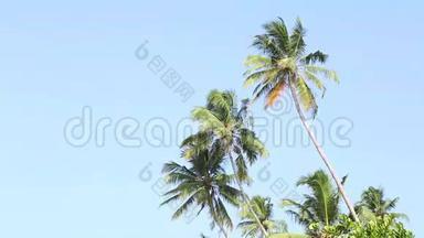 斯里兰卡Mirissa风中流动的棕榈树的景色..