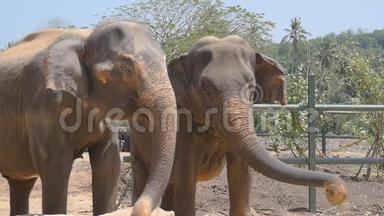 <strong>动物</strong>园里的两头大象撒沙子。 美丽的大象从树干上喷沙。 慢动作关闭