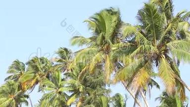斯里兰卡Mirissa风中流动的棕榈树的景色..