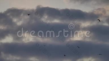一群鸟在日落时在天空中飞翔。 一群鸟在天空中，秋天的阳光
