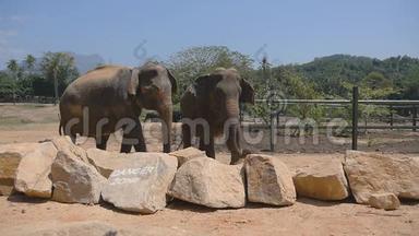 动物园里的两头大象撒沙子。 美丽的大象从树干上喷沙。 慢动作关闭