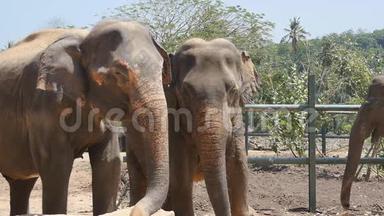 动物园里的两头大象撒沙子。 美丽的大象从树干上喷沙。 慢动作关闭