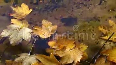 水中的叶子-水中的蜘蛛