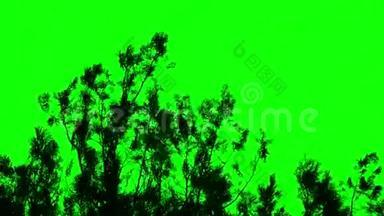 灌木丛绿色屏风的剪影