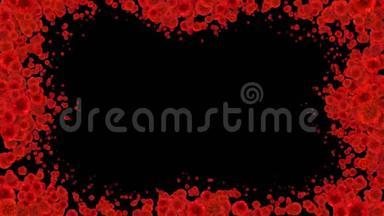 美丽的成长之花红色康乃馨覆盖屏幕。 绽放的花朵动画与阿尔法马特。 有用的