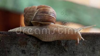 布朗勃艮第罗马<strong>蜗牛</strong>或斯卢格户外