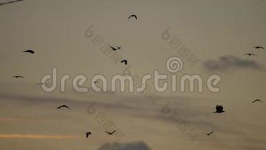 一群鸟在日落时在天空中飞翔。 一群秋天的鸟儿，天空中的乌鸦，阳光