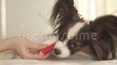 幼犬品种帕皮隆大陆玩具猎犬用牙刷刷牙库存录像