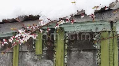 一座老式房子屋顶上的一顶巨大的雪帽在风中搅动着春天开花的苹果树。