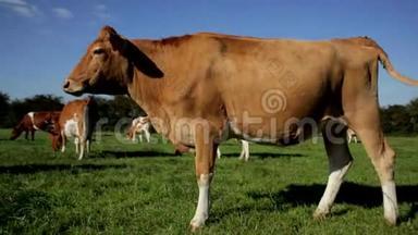 一头棕色和白色的母牛站着吃草