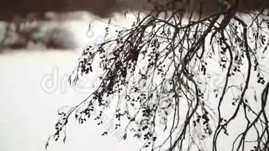 雪落在松枝上.. 雪花飘落在松枝上，创造出一幅美丽的冬天<strong>画卷</strong>