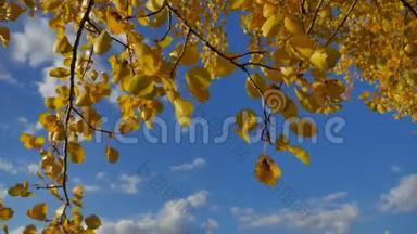 黄色的白杨阳光照射在蓝色的森林天空背景下。树叶和美丽的阳光闪耀着秋天的阳光