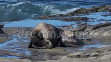 美丽的一天，海狮在岩石上晒太阳，因为海浪在它后面撞击