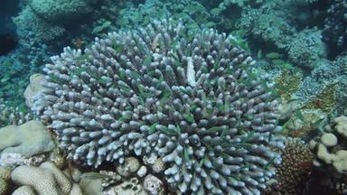 原始的覆盆子珊瑚(AcroporaHumilis)形成。 红海，埃及。