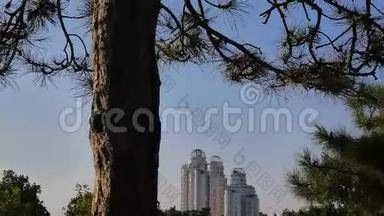 乌班公园的树木。城市天际线摩天大楼。现代建筑地标