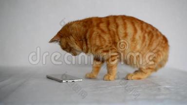 红发小猫在智能手机上玩电脑<strong>游戏鼠标</strong>