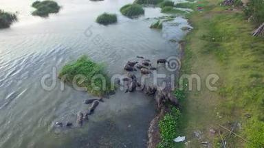4K族水牛在泰国的河流或池塘中涉水降温，顶部和鸟眼景观，4K高品质