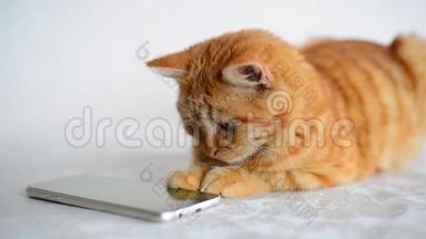 红发小猫在智能手机上玩电脑游戏鼠标
