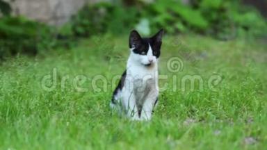 坐在青草上的小猫