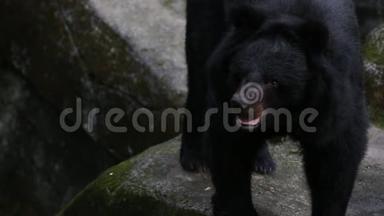 一只成年的福尔摩沙<strong>黑熊</strong>在动物园的岩石上行走