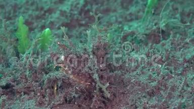 雷杜萨装饰螃蟹坎波西亚雷杜萨专业伪装螃蟹，它通常只能识别当它移动