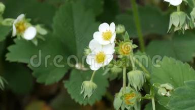 花园里第一朵白色的小草莓花。 布什盛开的草莓近景