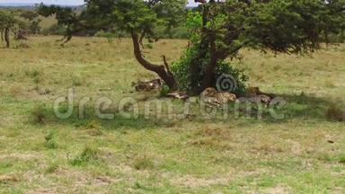 非洲热带稀树草原上的猎豹