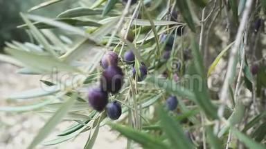 西班牙成熟橄榄与树叶的特写