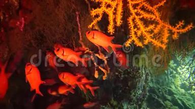 宝石仙女鲈鱼和许多其他种类的鱼在红海礁的珊瑚中游动