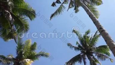 棕榈树的绿叶映衬着蓝天..
