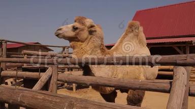 靠近骆驼<strong>吃</strong>，骆驼在动物园里<strong>吃</strong>，骆驼在木制鸟舍后面<strong>吃</strong>，一只干净的大骆驼