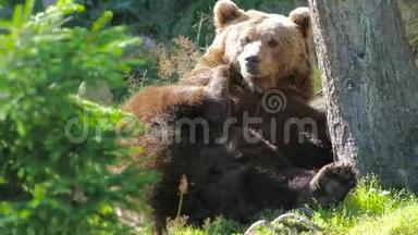 成年棕熊在森林里休息和抓挠
