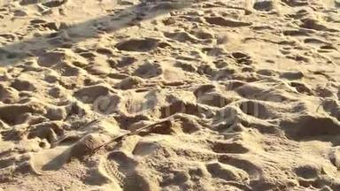 视频桑迪沙丘海滩<strong>脚踩地板</strong>。 椰子树白色复制空间