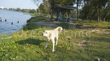湿漉漉的狗在大自然中抖掉皮毛上的水。 在湖里游泳后的金毛猎犬或拉布拉多犬。 慢动作