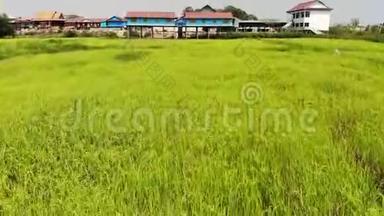在刮风的日子里，从上面的稻田里露出了传统学校画的蓝色