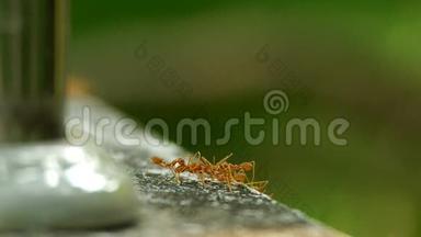 织工蚂蚁团队合作.