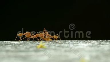 织工蚂蚁团队合作.