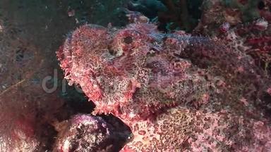 红海水下景观珊瑚中危险的有毒石鱼。