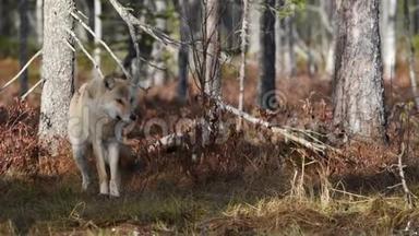 欧亚狼，又称灰狼或灰狼，又称木材狼。