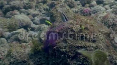 菲律宾野生动物海洋中的水下戈壁鱼。