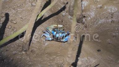 蓝蟹，在<strong>湿地森林</strong>的泥上。
