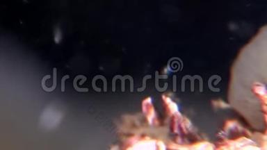 巴拉努斯巴拉诺莫法海橡子海生甲壳动物在海底。